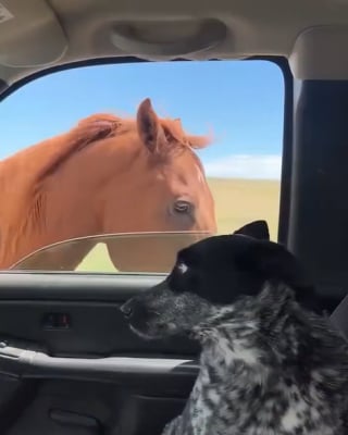 Illustration de l'article : La réaction légendaire d’un chien qui rencontre un cheval pour la première fois (vidéo) 
