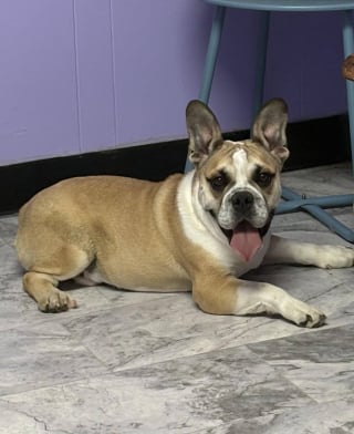 Illustration de l'article : Ce chien né sans coudes mais au grand cœur ne renonce pas à son rêve de nouveau départ dans la vie