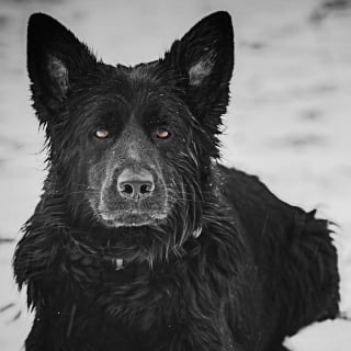 Illustration de l'article : Au service de la justice et des familles endeuillées, Orca une chienne policière s’en va trop tôt et laisse un vide immense