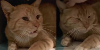 Illustration de l'article : Sorti de l’errance, ce chat n’attendait qu’une chose : trouver sa place dans une maison aimante