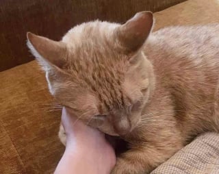 Illustration de l'article : Sorti de l’errance, ce chat n’attendait qu’une chose : trouver sa place dans une maison aimante