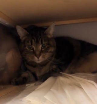 Illustration de l'article : Une chatte espiègle à 3 pattes d’une clinique vétérinaire s’évapore sans laisser de trace, jusqu’à ce qu’un chien détective perce le mystère (vidéo)