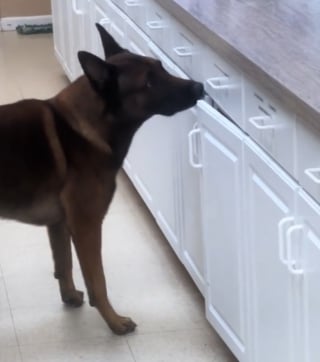 Illustration de l'article : Une chatte espiègle à 3 pattes d’une clinique vétérinaire s’évapore sans laisser de trace, jusqu’à ce qu’un chien détective perce le mystère (vidéo)