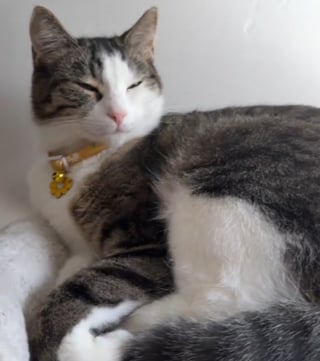 Illustration de l'article : Ils veulent offrir un compagnon à leur chatte mais ses premières réactions sont glaciales (vidéo)