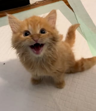 Illustration de l'article : Ce chaton aux pattes arrière paralysées montre chaque étape de sa journée, suscitant admiration et tendresse (vidéo)