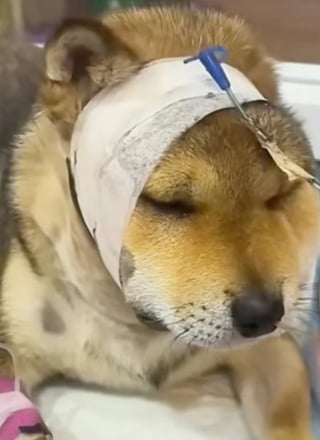 Illustration de l'article : "Elle a risqué sa vie pour me sauver", une chienne frôle le pire en affrontant courageusement un serpent venimeux qui menaçait sa maîtresse