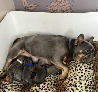 Illustration de l'article : « Elle n'aurait jamais dû se retrouver dans cette situation » : ils abandonnent leur chienne enceinte et négligée