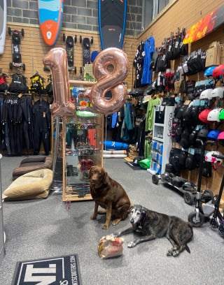 Illustration de l'article : Cette chienne âgée prend plaisir à accueillir les clients d’un magasin et aider sa maîtresse depuis 16 ans 