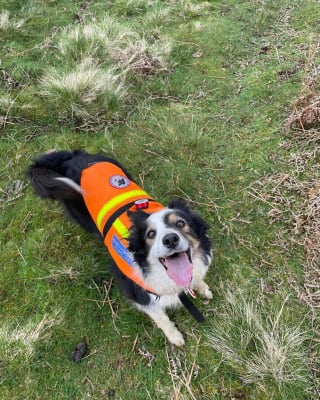 Illustration de l'article : Après avoir consacré 5 années de sa vie à aider les autres, cette chienne de recherche et de secours en montagne raccroche son harnais de travail