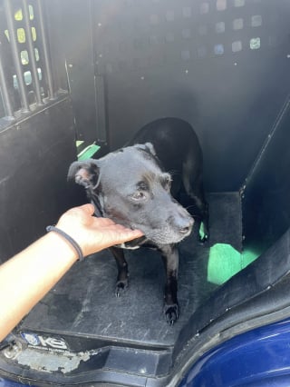 Illustration de l'article : Des policiers décident d’offrir un toit et un métier au chien abandonné qu’ils ont sauvé 