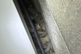 Illustration de l'article : Des sauveteurs déplacent 500 kilogrammes de glace pour venir en aide à un chaton piégé derrière un congélateur