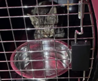 Illustration de l'article : Des sauveteurs déplacent 500 kilogrammes de glace pour venir en aide à un chaton piégé derrière un congélateur