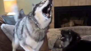 Illustration de l'article : Ce trio de Huskies réserve un accueil exubérant à un livreur lui apportant toujours une petite surprise (vidéo)