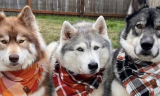 Illustration de l'article : Ce trio de Huskies réserve un accueil exubérant à un livreur lui apportant toujours une petite surprise (vidéo)