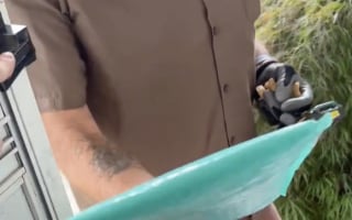 Illustration de l'article : Ce trio de Huskies réserve un accueil exubérant à un livreur lui apportant toujours une petite surprise (vidéo)