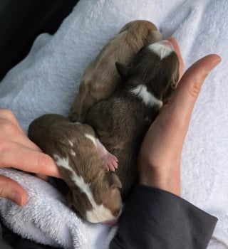 Illustration de l'article : Découverts dans une boîte d’essuie-tout, 7 chiots nouveau-nés abandonnés ont été sauvés in extremis par un passant