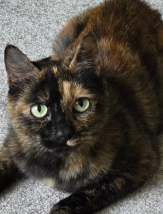 Illustration de l'article : Une chatte reconnaissante grimpe aux arbres pour récupérer des cadeaux et les offrir à ses sauveteurs 