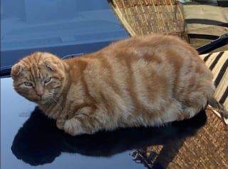 Illustration de l'article : Perdu depuis 2 ans, ce chat retrouve sa famille grâce à un message Facebook