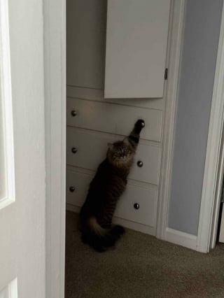 Illustration de l'article : 15 photos de chats qui prennent plaisir à comploter pour leurs crimes