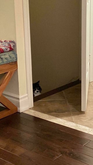 Illustration de l'article : 15 photos de chats qui prennent plaisir à comploter pour leurs crimes