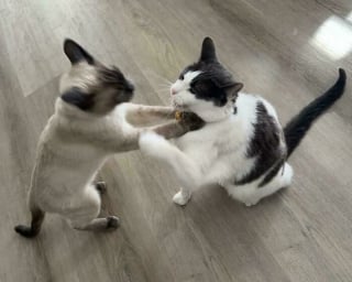 Illustration de l'article : 15 photos de chats qui prennent plaisir à comploter pour leurs crimes