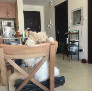 Illustration de l'article : 15 photos de chats qui prennent plaisir à comploter pour leurs crimes