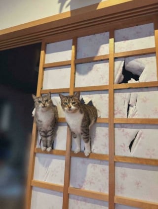 Illustration de l'article : 15 photos de chats qui prennent plaisir à comploter pour leurs crimes