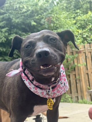 Illustration de l'article : Ignorée pendant 2 longues années à cause de sa fourrure sombre, cette chienne est enfin appréciée à sa juste valeur