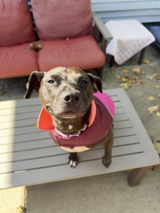 Illustration de l'article : Ignorée pendant 2 longues années à cause de sa fourrure sombre, cette chienne est enfin appréciée à sa juste valeur