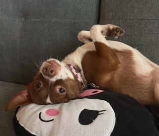 Illustration de l'article : Effrayé à l’idée d’être de nouveau abandonné, ce toutou a une réaction poignante lorsqu’il sent que sa maîtresse va déménager (vidéo)