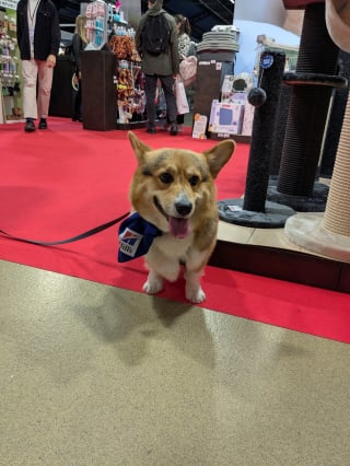 Illustration de l'article : À l'Animal Expo – Animalis Show, les animaux de refuge en attente d'adoptants responsables ont droit à leur coup de projecteur