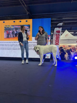 Illustration de l'article : À l'Animal Expo – Animalis Show, les animaux de refuge en attente d'adoptants responsables ont droit à leur coup de projecteur