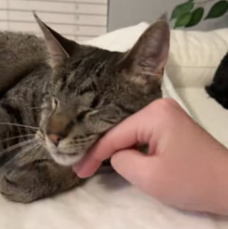 Illustration de l'article : Privé de la vue, ce chat aveugle retrouve ses repères en sentant la main de sa maîtresse adorée (vidéo)