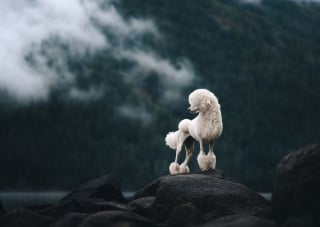 Illustration de l'article : 15 splendides photos de chiens et de chats qui ont été sélectionnées par un prix international de photographie prestigieux