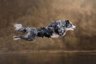 Illustration de l'article : 15 splendides photos de chiens et de chats qui ont été sélectionnées par un prix international de photographie prestigieux