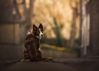 Illustration de l'article : 15 splendides photos de chiens et de chats qui ont été sélectionnées par un prix international de photographie prestigieux