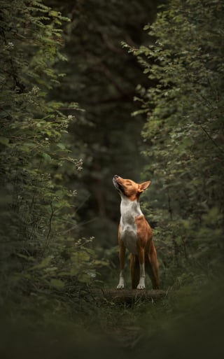 Illustration de l'article : 15 splendides photos de chiens et de chats qui ont été sélectionnées par un prix international de photographie prestigieux