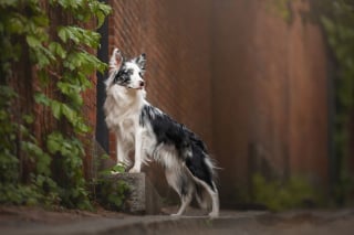 Illustration de l'article : 15 splendides photos de chiens et de chats qui ont été sélectionnées par un prix international de photographie prestigieux