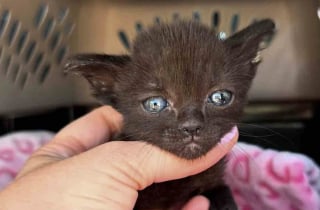 Illustration de l'article : Minuscule et pleine de courage, une chatonne découvre la vie guidée par deux chats au grand cœur