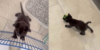 Illustration de l'article : Minuscule et pleine de courage, une chatonne découvre la vie guidée par deux chats au grand cœur