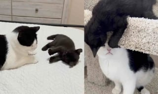 Illustration de l'article : Minuscule et pleine de courage, une chatonne découvre la vie guidée par deux chats au grand cœur