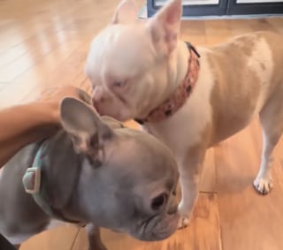 Illustration de l'article : « Elles gagnent en confiance chaque jour », privées de la vue et de l’ouïe, 2 Bouledogues Français se rencontrent pour la première fois sous le regard bienveillant de leur famille d’accueil