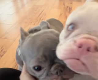 Illustration de l'article : « Elles gagnent en confiance chaque jour », privées de la vue et de l’ouïe, 2 Bouledogues Français se rencontrent pour la première fois sous le regard bienveillant de leur famille d’accueil