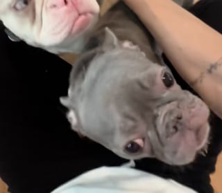 Illustration de l'article : « Elles gagnent en confiance chaque jour », privées de la vue et de l’ouïe, 2 Bouledogues Français se rencontrent pour la première fois sous le regard bienveillant de leur famille d’accueil