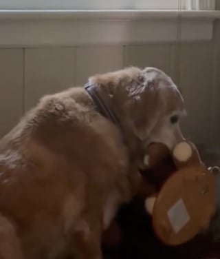 Illustration de l'article : « Il a peur de tout perdre » sa maîtresse révèle la vraie raison derrière la mystérieuse habitude de son chien à tout collectionner (vidéo)