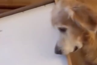 Illustration de l'article : « Il a peur de tout perdre » sa maîtresse révèle la vraie raison derrière la mystérieuse habitude de son chien à tout collectionner (vidéo)