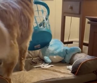 Illustration de l'article : « Il a peur de tout perdre » sa maîtresse révèle la vraie raison derrière la mystérieuse habitude de son chien à tout collectionner (vidéo)