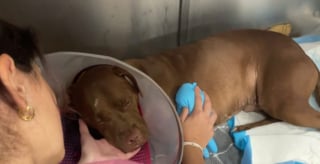 Illustration de l'article : Grièvement blessée par balles sous les yeux de ses chiots, une chienne reçoit la visite d'un homme bouleversé qui veut lui offrir une nouvelle vie