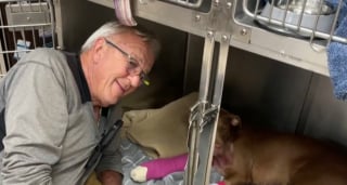 Illustration de l'article : Grièvement blessée par balles sous les yeux de ses chiots, une chienne reçoit la visite d'un homme bouleversé qui veut lui offrir une nouvelle vie