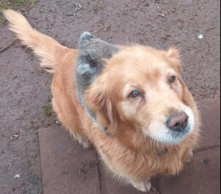 Illustration de l'article : Il entend sa chienne aboyer et découvre un bébé koala accroché à son dos